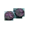 Possessed Bases - Wround 50mm (1)