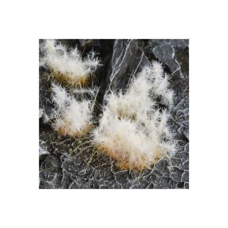 Spikey Winter Wild 12mm
