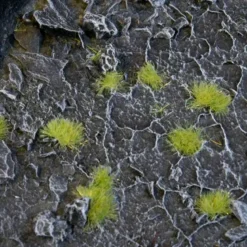 Tiny Tufts Light Green